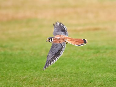 Amerikan kerkenez (Falco sparverius)