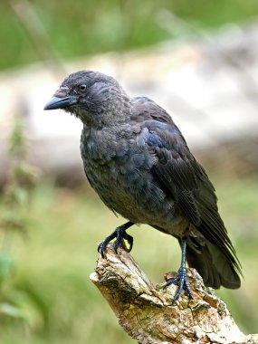 Kale (Corvus frugilegus)