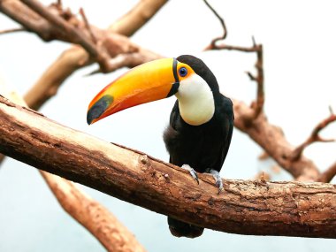 Toco Toucan (Ramphastos toco)