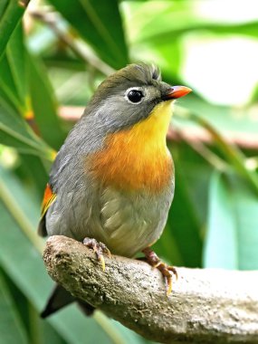 Kırmızı gagalı leiothrix (Leiothrix lutea))