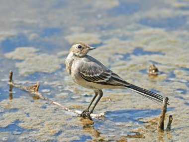 Beyaz kuyruk (Motacilla alba)