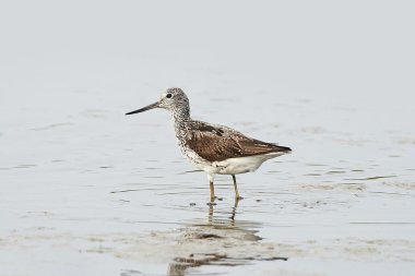Genel yeşillik (Tringa nebularia)