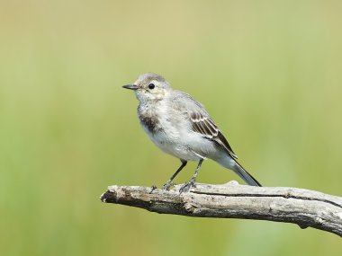 Beyaz kuyruk (Motacilla alba)