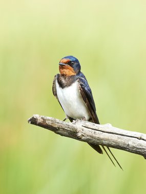 Ahır kırlangıcı (Hirundo rustica)