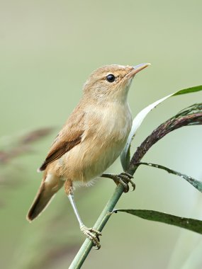 Bayağı kamışçın (acrocephalus scirpaceus)
