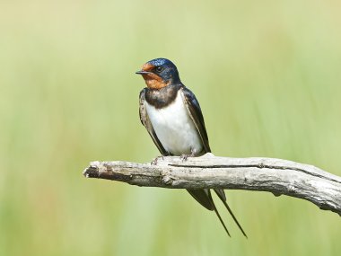 Ahır kırlangıcı (Hirundo rustica)