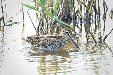 ortak su çulluğu (gallinago gallinago)