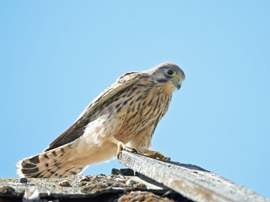 Genel kerkenez (Falco tinnunculus)