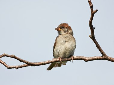 Avrasya ağaç serçesi (Passer montanus)