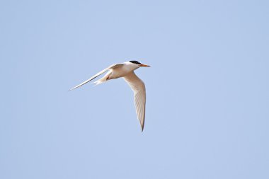 küçük sumru (Sterna albifrons)