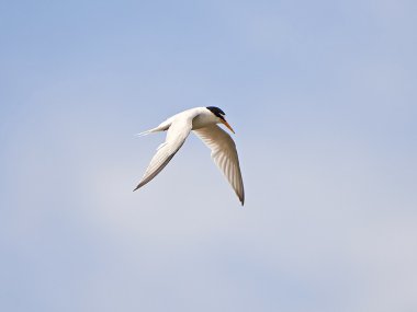 küçük sumru (Sterna albifrons)