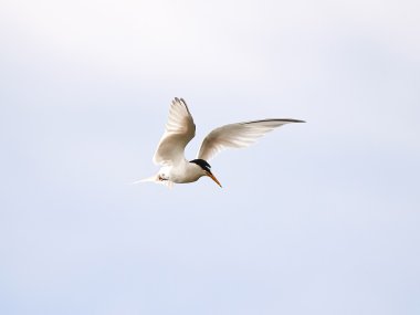 küçük sumru (Sterna albifrons)