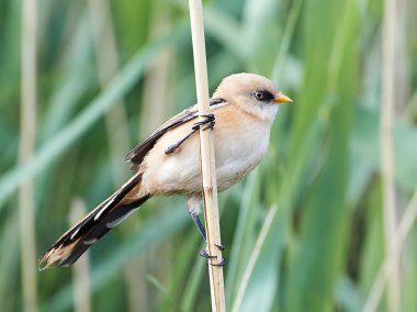 Sakallı baştankara (panurus biarmicus)