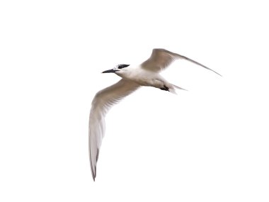 sumru (sterna sandvicensis)
