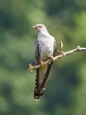 Bayağı guguk (Cuculus canorus)