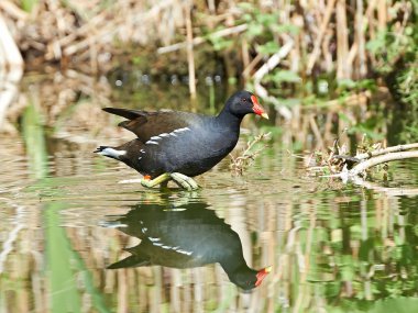 Yaygın moorhen (Gallinula kloropus)