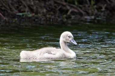 Dilsiz kuğu (Kuğu rengi))