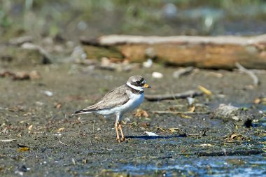Plevier (charadrius hiaticula)