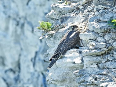 Peregrine Falcon (Falco peregrinus)