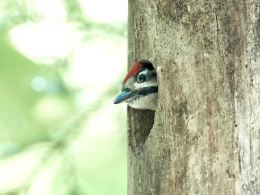 Büyük Benekli Ağaçkakan (Dendrocopos major)
