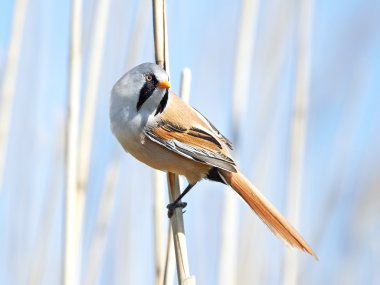 Sakallı baştankara (panurus biarmicus)