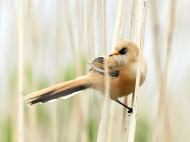 Sakallı baştankara (panurus biarmicus)