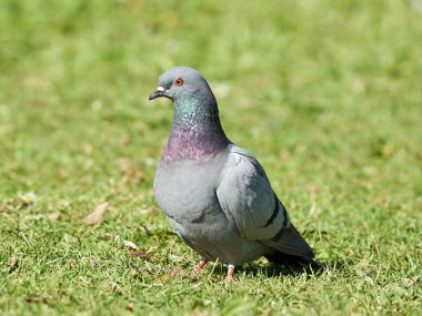 yabani güvercin (columba livia)