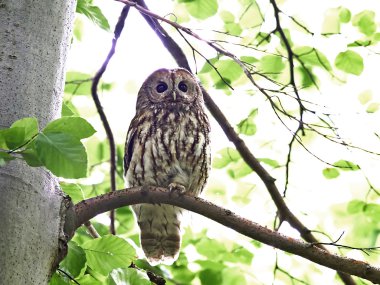 Alaca baykuş (Strix aluco)