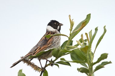 Yaygın sazlık kiraz kuşu (Emberiza schoeniclus)