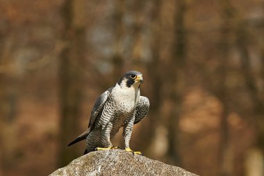 Gyrfalcon (falco rusticolus)