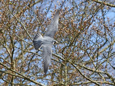 Gyrfalcon (falco rusticolus)