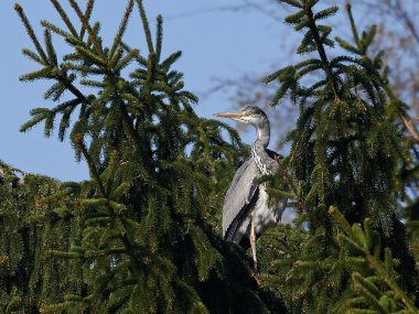 Gri Heron (Ardea cinerea)