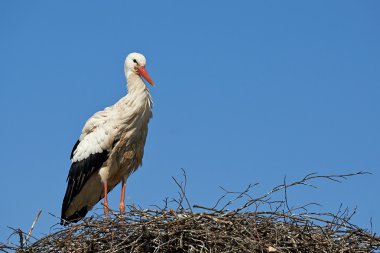 Beyaz leylek (Ciconia ciconia)