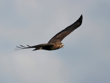 yaygın akbaba (Buteo buteo)