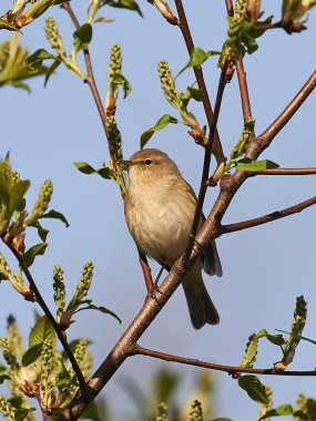 Yaygın chiffchaff (Phylloscopus collybita)