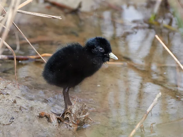 Ferrocarril acuático (Rallus aquaticus) — Foto de Stock