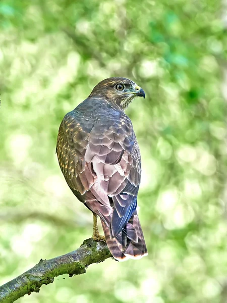 Közönséges keselyű (Buteo buteo)) — Stock Fotó