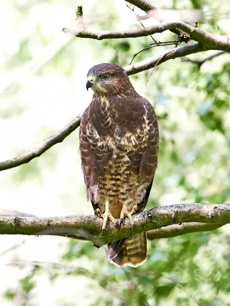 Búzio-comum (Buteo buteo) — Fotografia de Stock