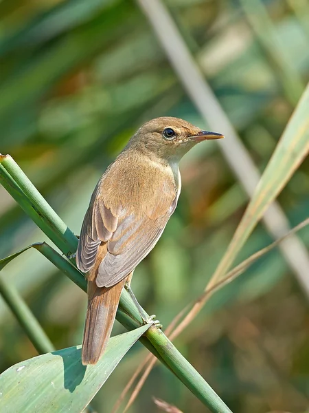 Feiticeiro-da-índia (Acrocephalus scirpaceus) ) — Fotografia de Stock