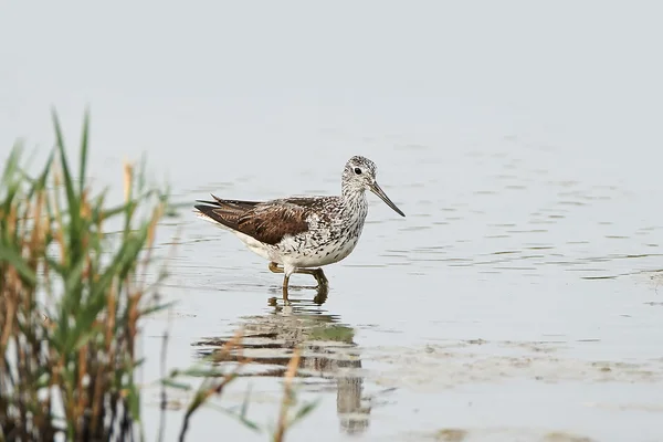 Common Greenshank (Tringa nebularia) — Stock Photo, Image