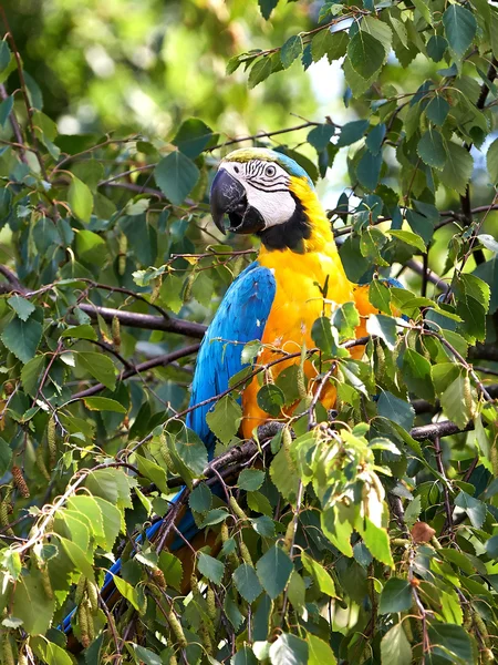 Blue and yellow Macaw (Ara ararauna) — Stock Photo, Image