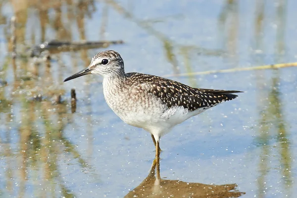 Flautista de arena de madera (tringa glareola ) — Foto de Stock