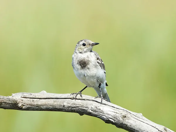 Cauda branca (Motacilla alba) — Fotografia de Stock