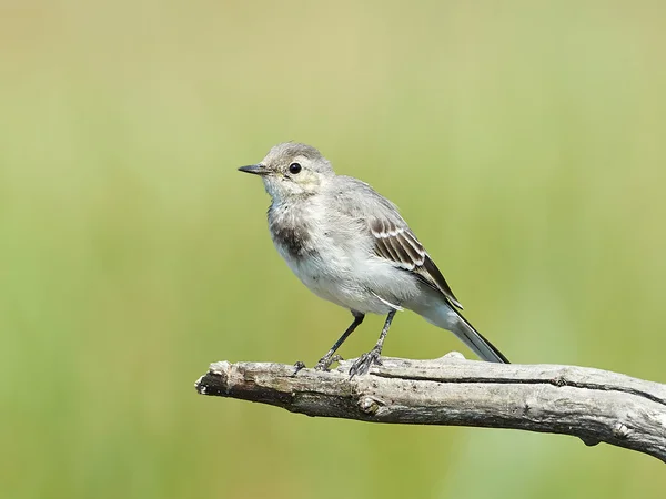 Белый хвост (Motacilla alba)) — стоковое фото