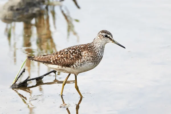 Flautista de arena de madera (tringa glareola ) — Foto de Stock