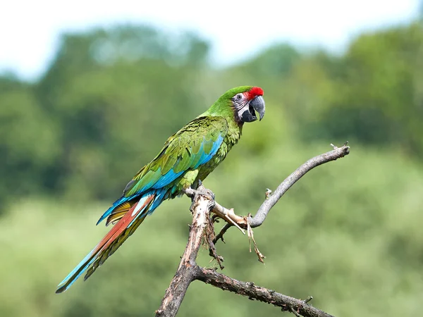 ミドリコンゴウインコ (Ara の軍国主義) — ストック写真