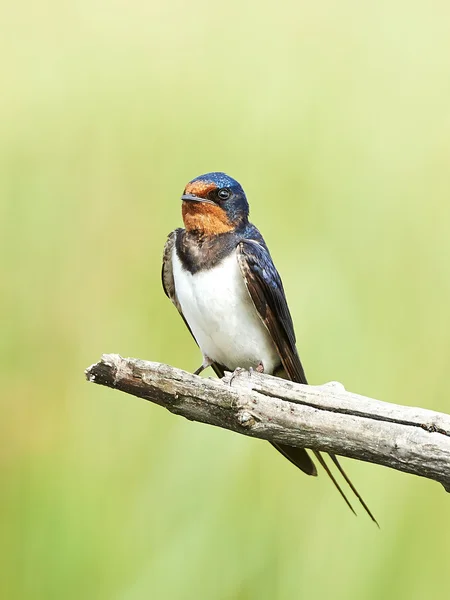 Barn Swallow (hirundo rustica)) — 图库照片