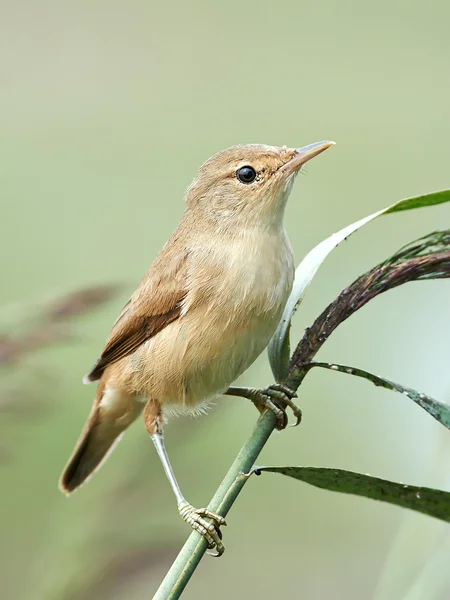 Paleta de caña euroasiática (Acrocephalus scirpaceus ) —  Fotos de Stock