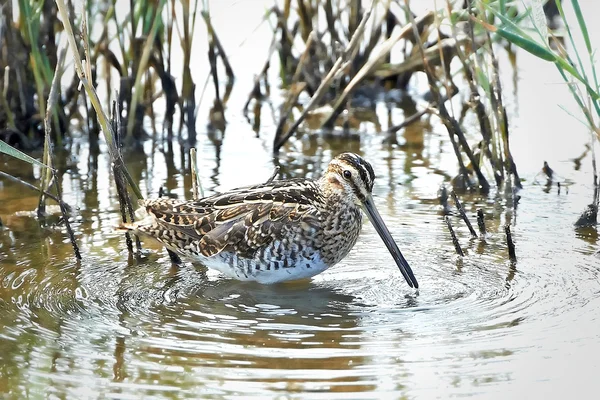 Fuligule commune (Gallinago gallinago ) — Photo