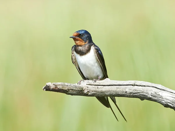 Barn Swallow (Hirundo rustica) — Stock Photo, Image